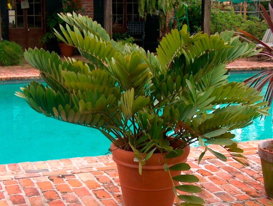 Замия шершавая