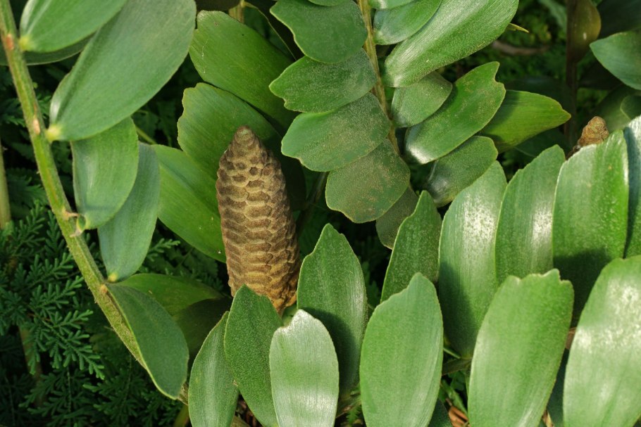 Замия шершавая