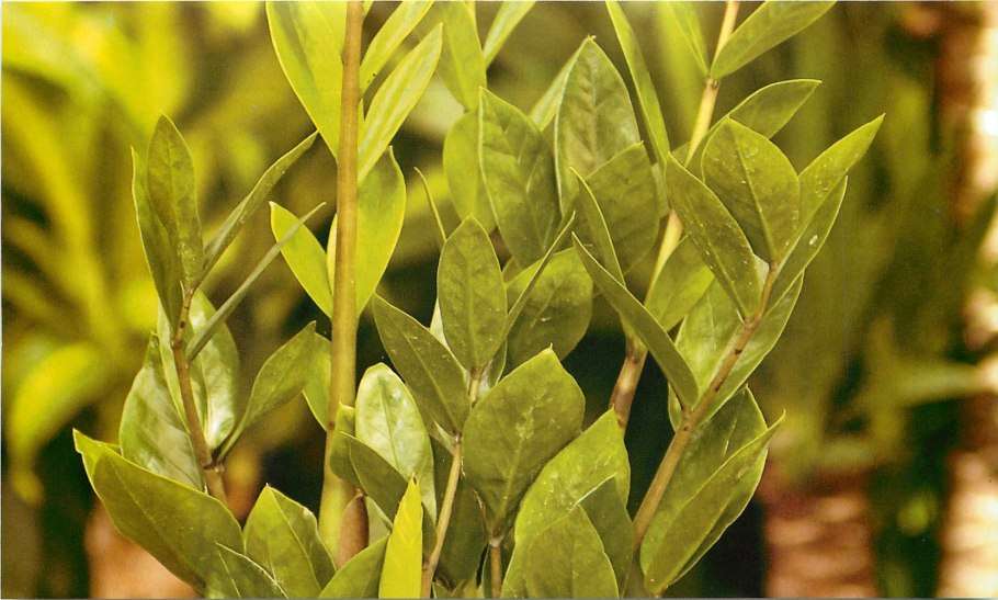 9) Замиокулькас замиелистный