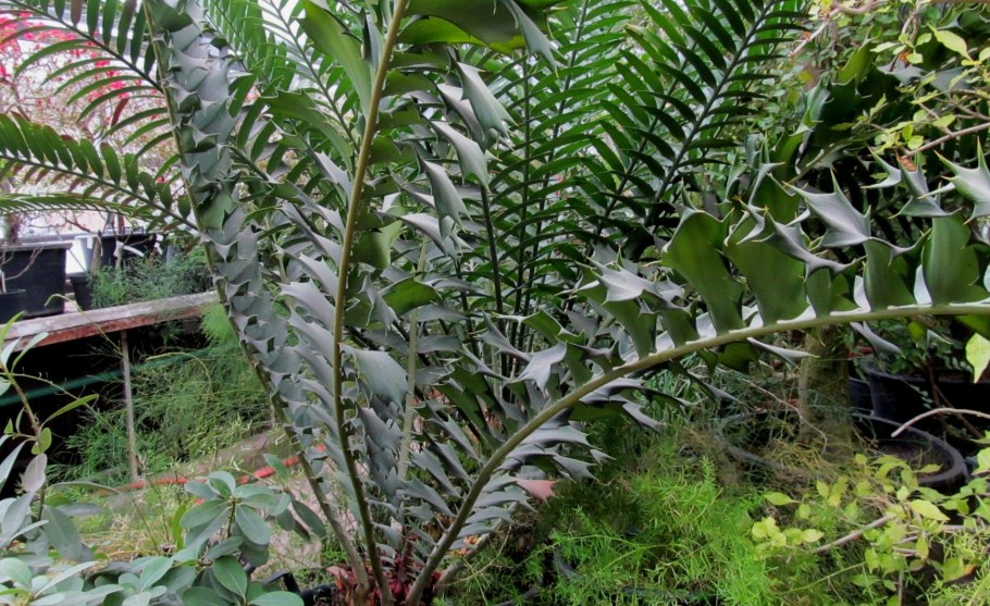 Саговниковые Замия