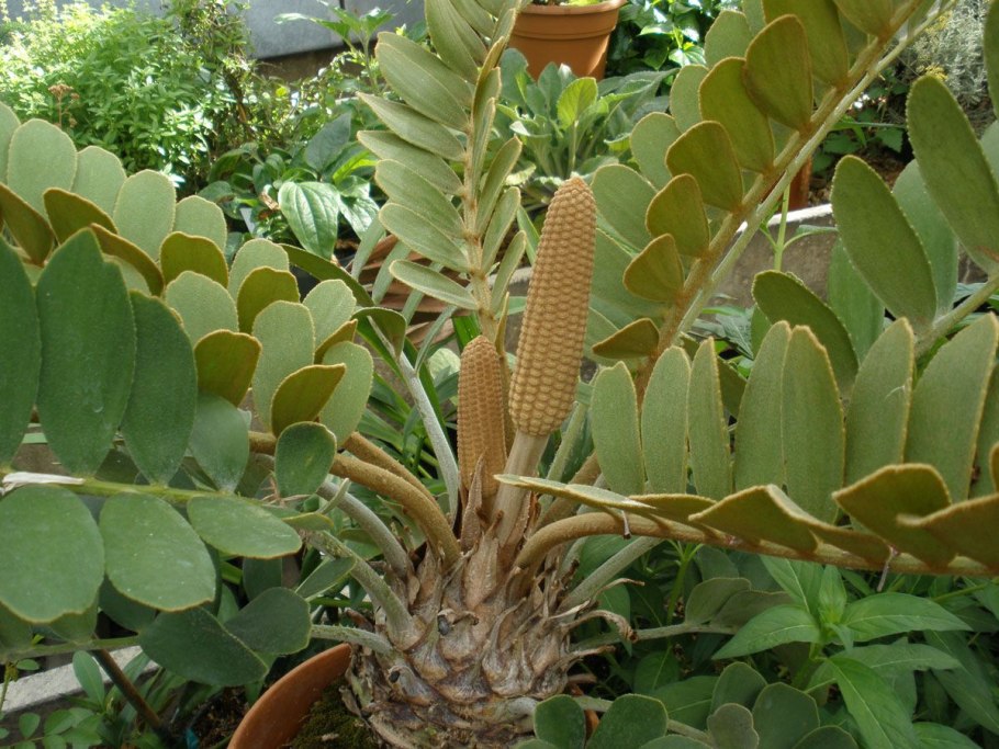 Zamia furfuracea