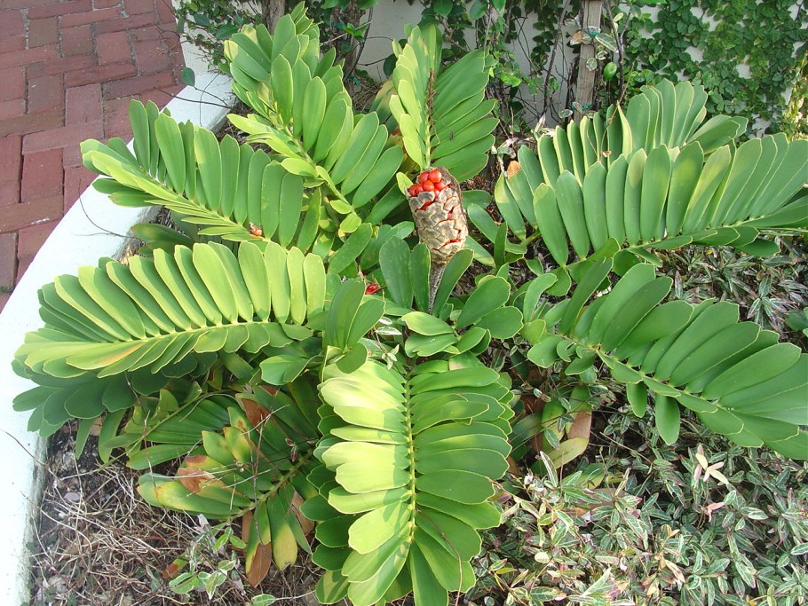 Замия шершавая