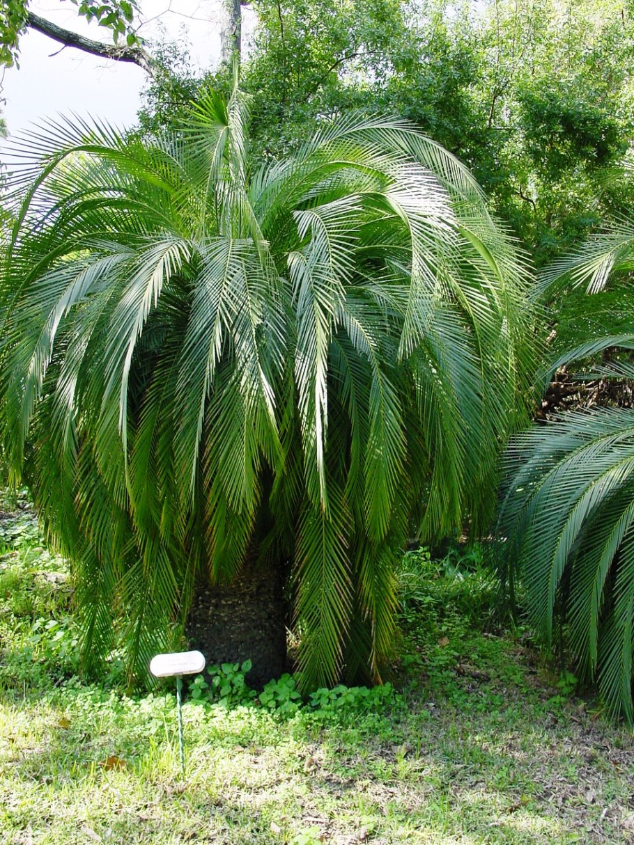 Macrozamia moorei