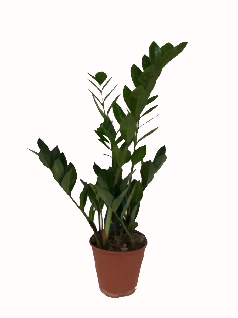 Замиокулькас Замия Суприм