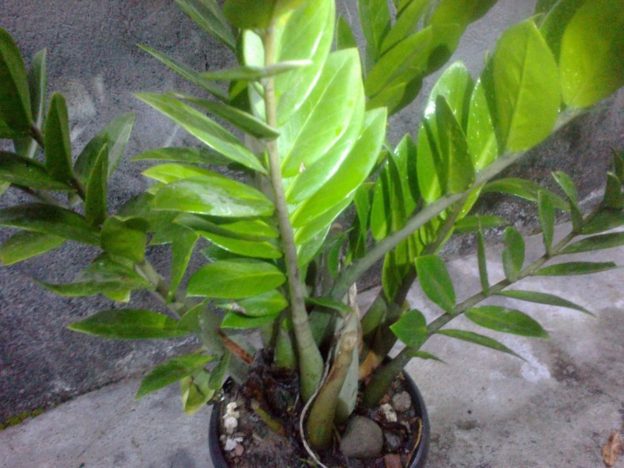 Замиокулькас Замия