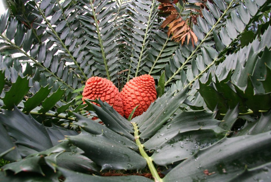 Саговник Энцефаляртос