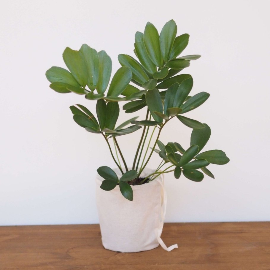 Замия комнатный цветок полив