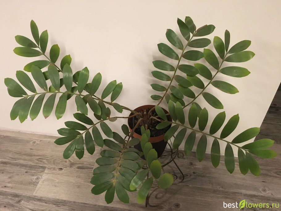 Замия цветение