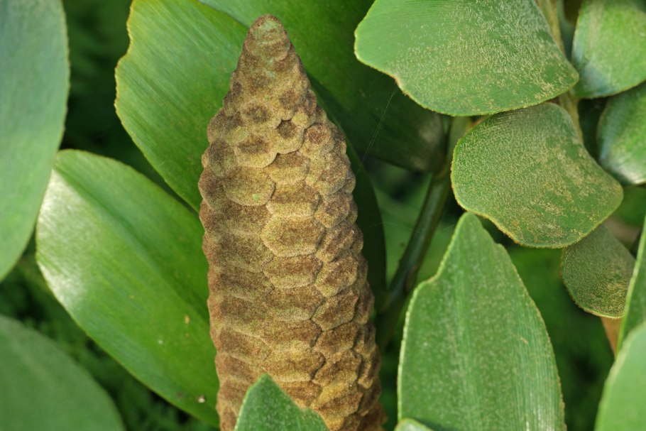 Замия шишка