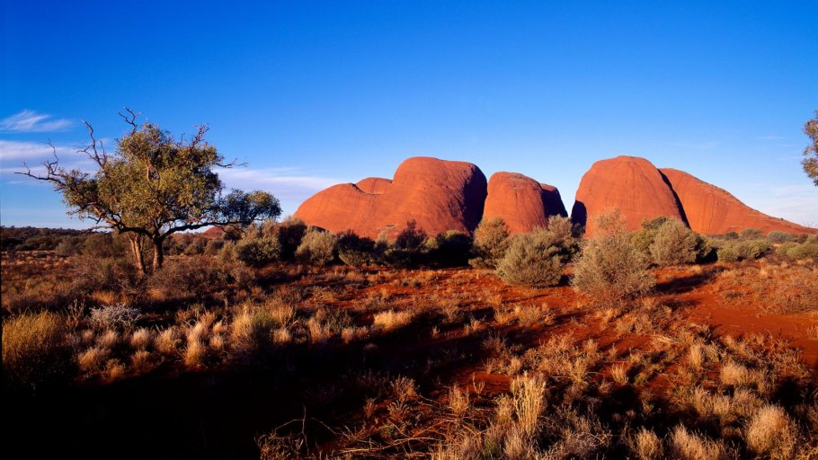 Остров Тасмания Дикая природа