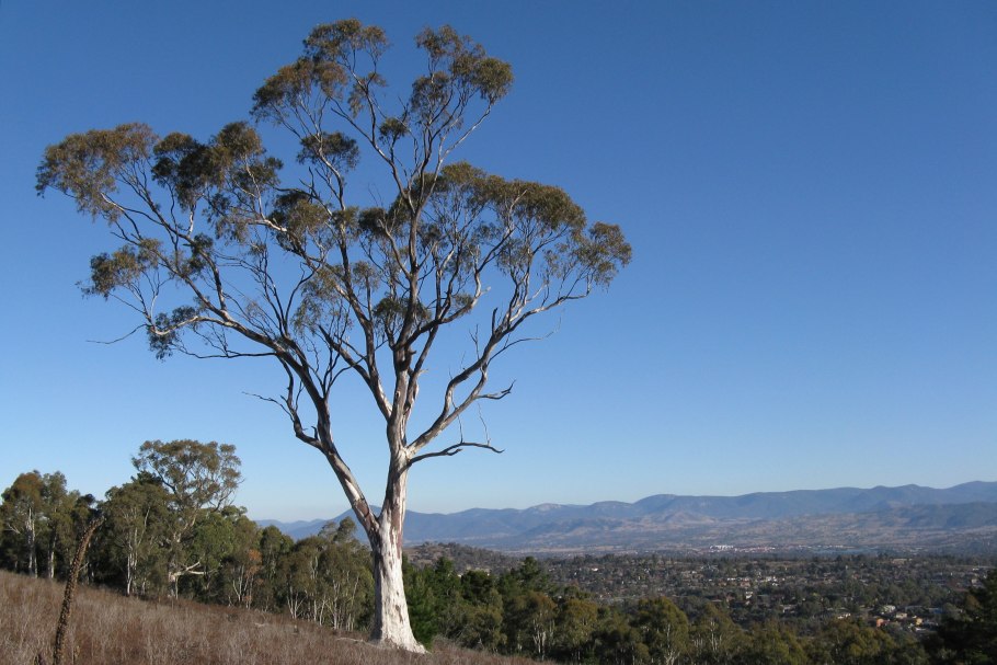 Австралийское царство Флора