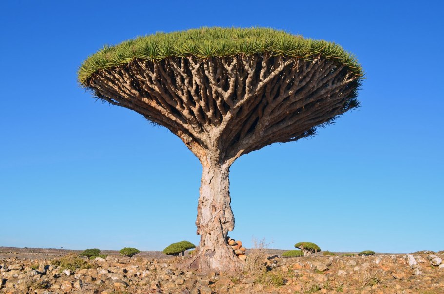 Дерево баобаб Австралия
