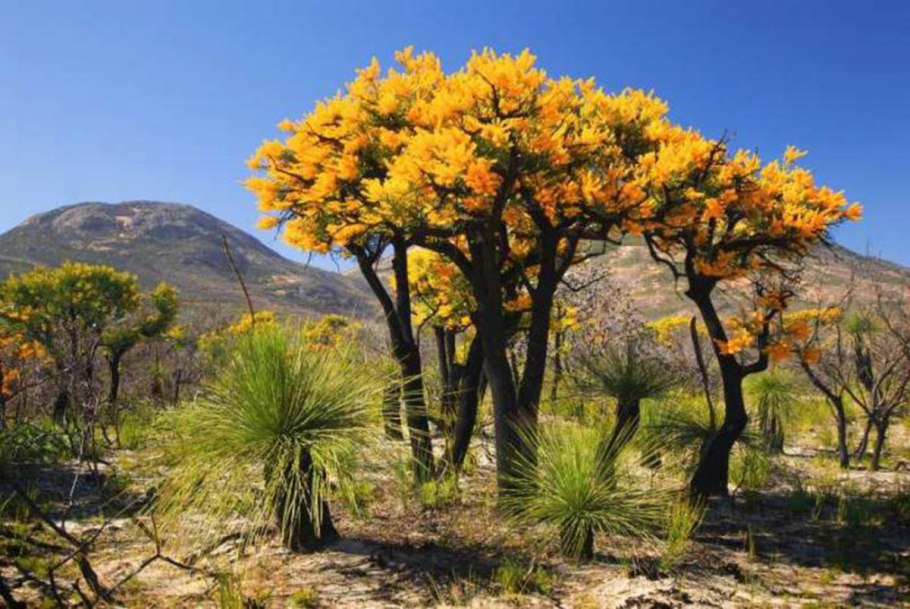 Золотая Акация Австралии фото