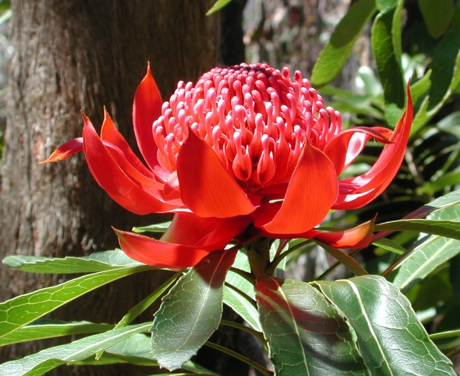 Гора Улуру (национальный парк Улуру-ката Тьюта )