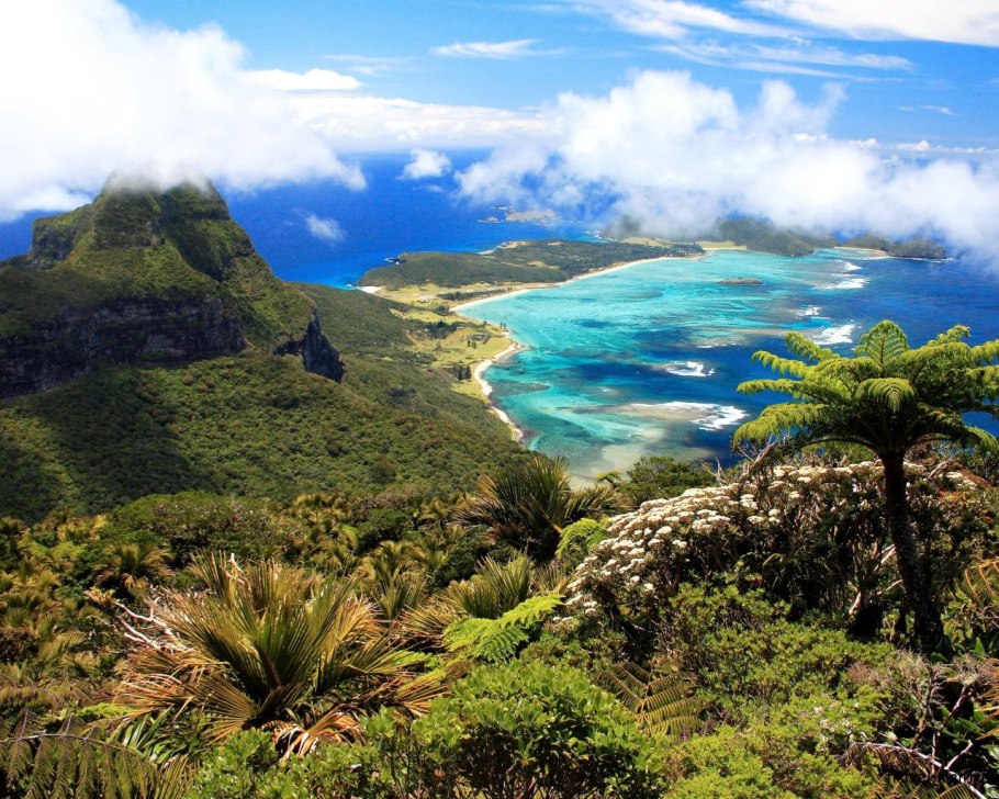 Телопея прекрасная