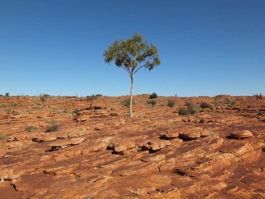 Бутылочные деревья острова Сокотра