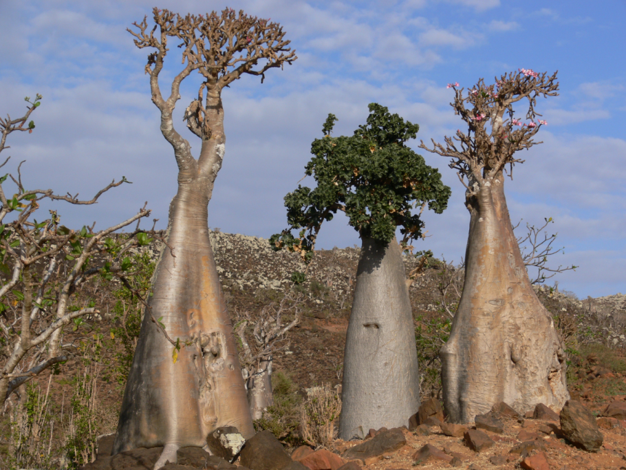 Сокотра (Socotra Island), Йемен