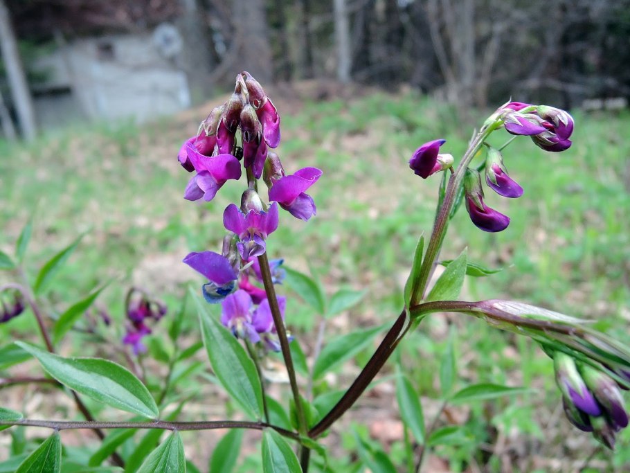 Чина Весенняя, сочевичник (Lathyrus vernus)