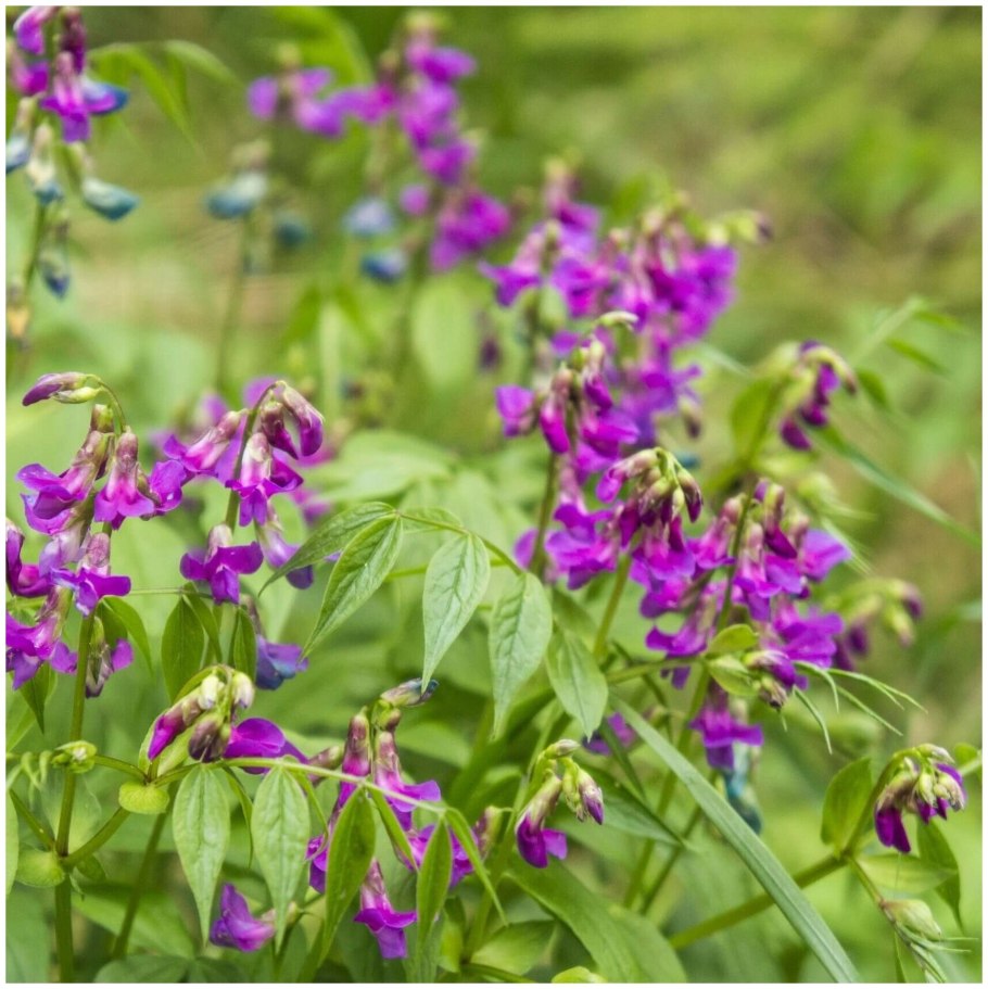 Чина Весенняя сочевичник