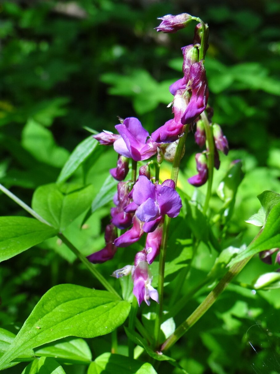Чина Весенняя, сочевичник (Lathyrus vernus)