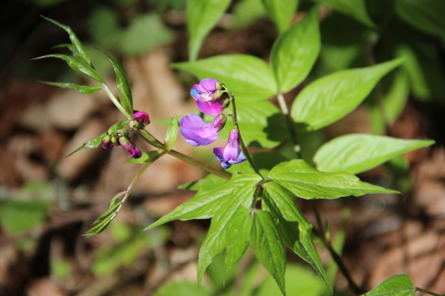 Сочевичник венгерский
