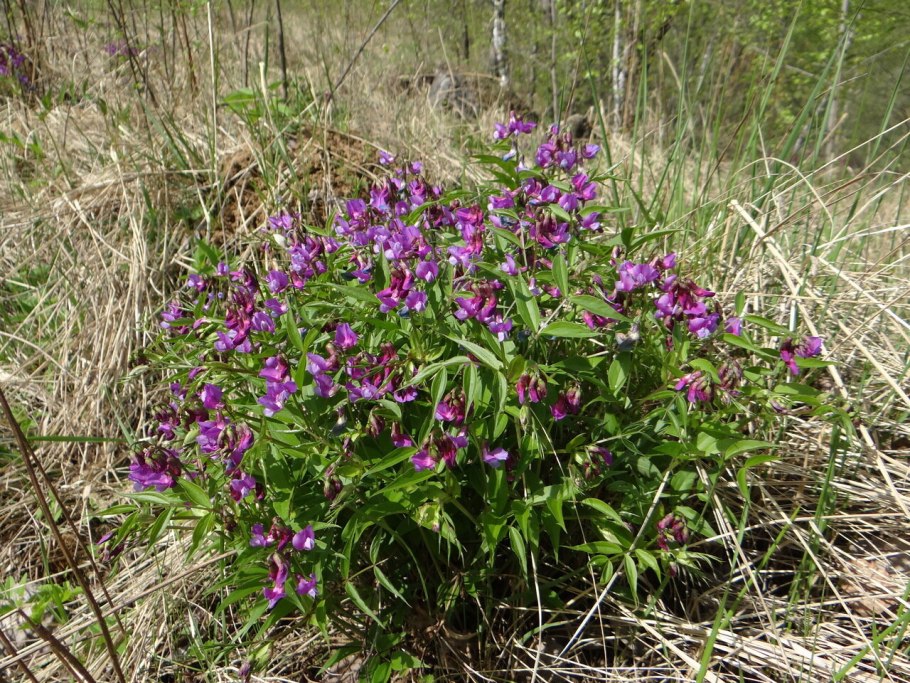 Чина Весенняя, сочевичник (Lathyrus vernus)