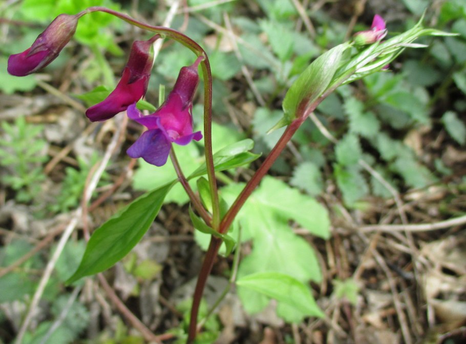 Чина Весенняя, сочевичник (Lathyrus vernus)