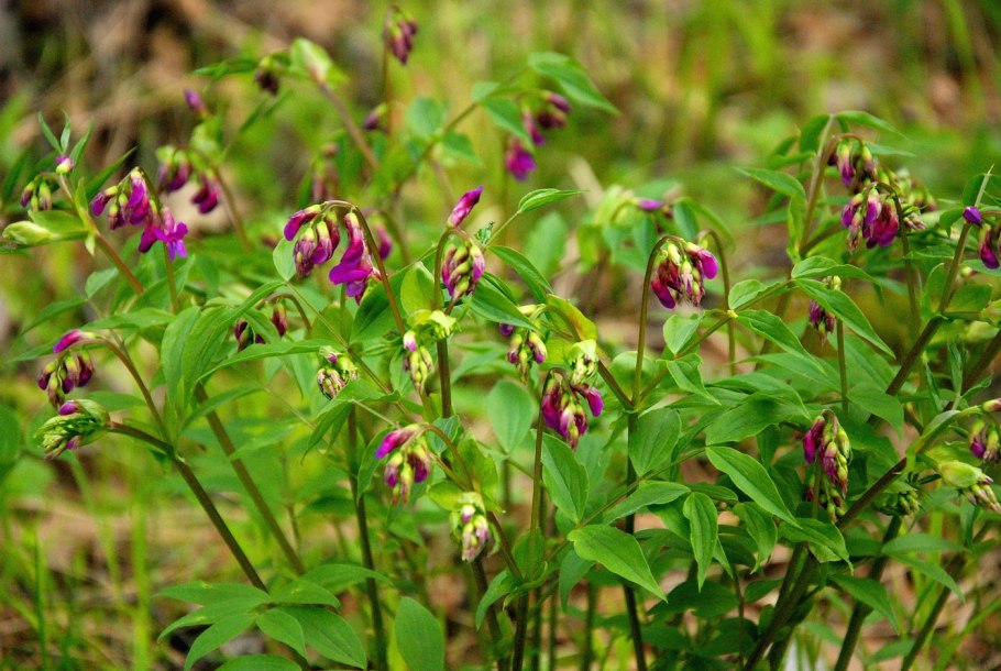 Сочевичник сидерат