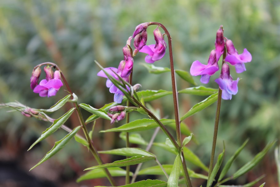 Сочевичник весенний Алба