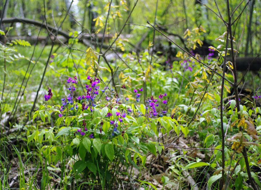 Сочевичник весенний в Воронеже
