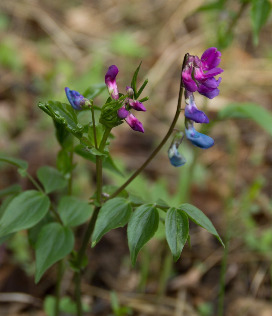 Чина Весенняя, сочевичник (Lathyrus vernus)