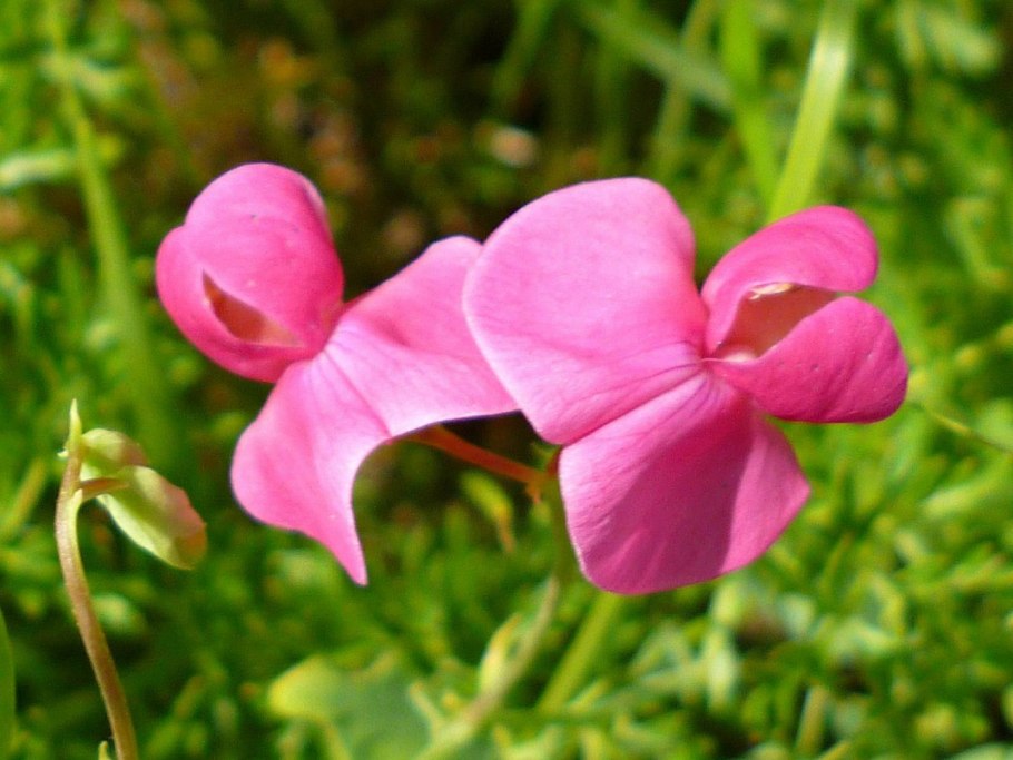 Чина Весенняя, сочевичник весенний - Lathyrus vernus (l.) Bernh.