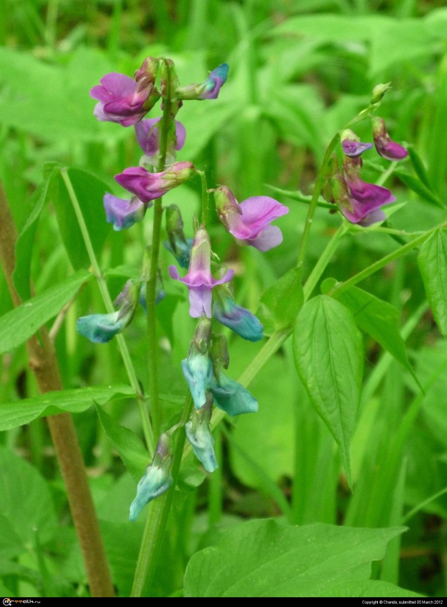 Шлемник Альпийский