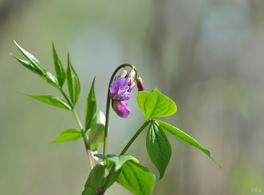 Чина Весенняя сочевичник