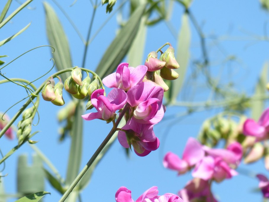 Сочевичник весенний или чина Весенняя Lathyrus vernus (l.) berth Альба