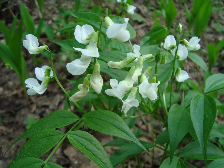 Сочевичник весенний Алба
