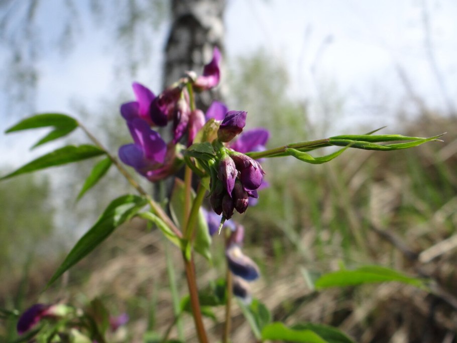 Чина Весенняя, сочевичник (Lathyrus vernus)