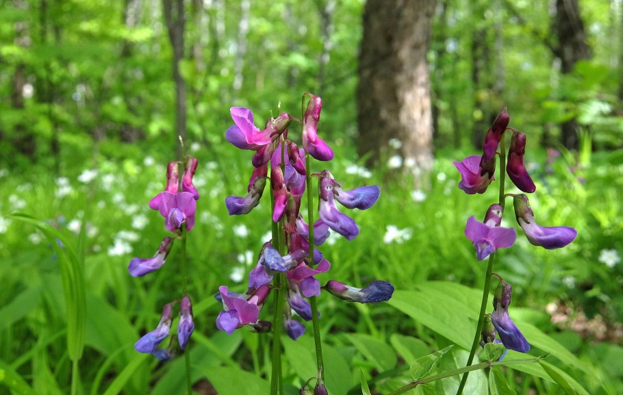 Чина Весенняя сочевичник