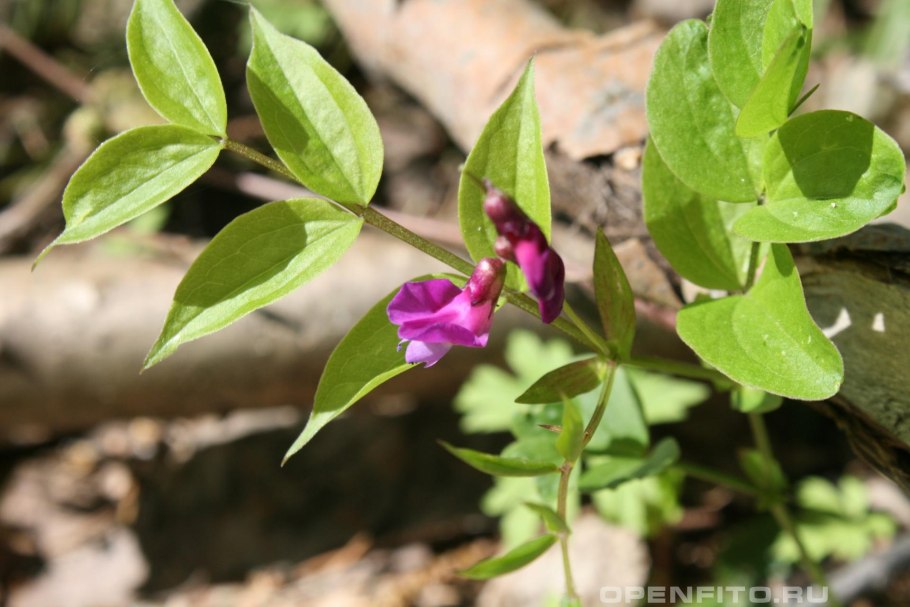 Трава сочевичник весенний