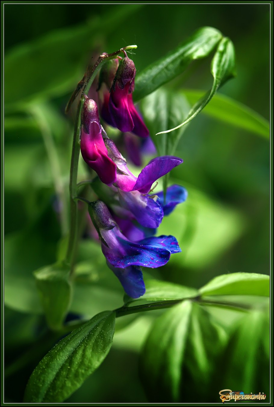 Чина Весенняя, сочевичник (Lathyrus vernus)