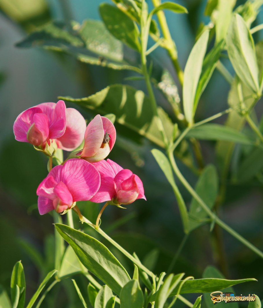 Сочевичник весенний Алба