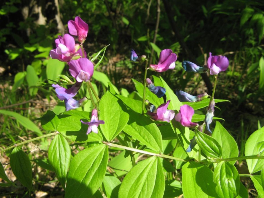 Сочевичник семейство