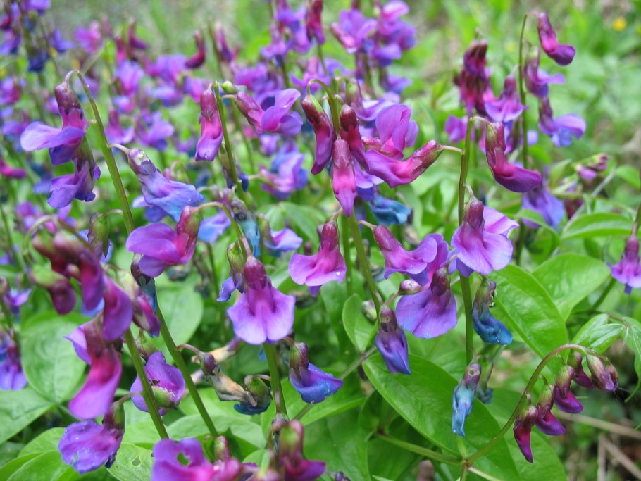 Чина Весенняя сочевичник