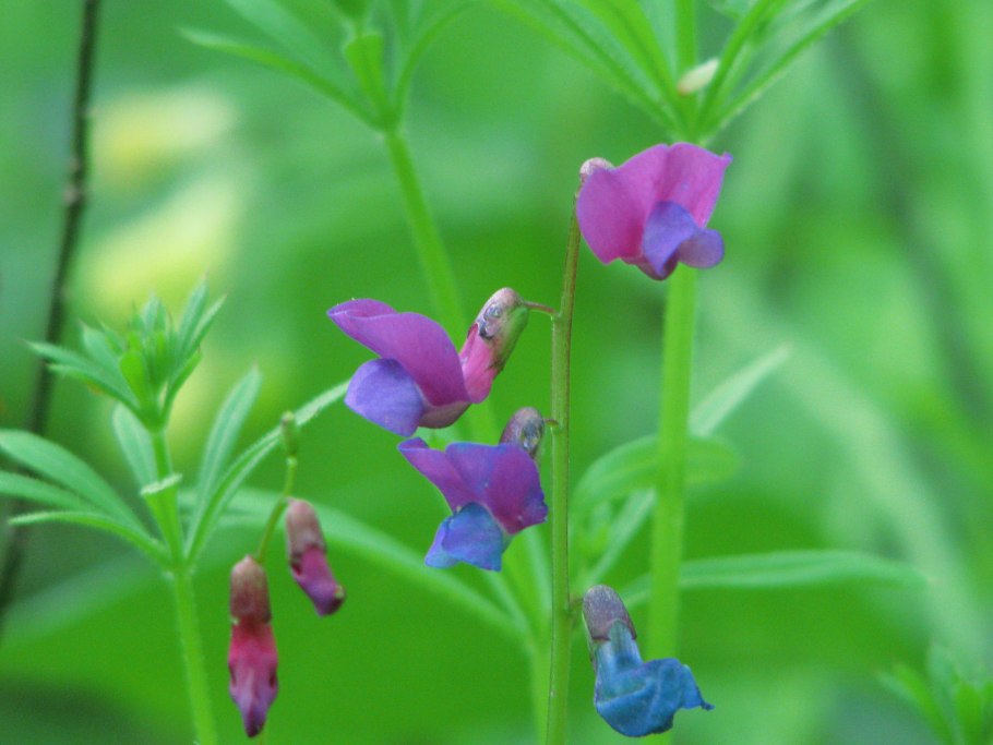 Сиреневый сочевичник