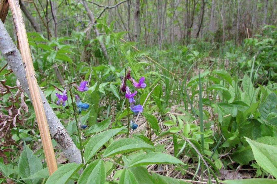 Чина весенняя сочевичник lathyrus vernus