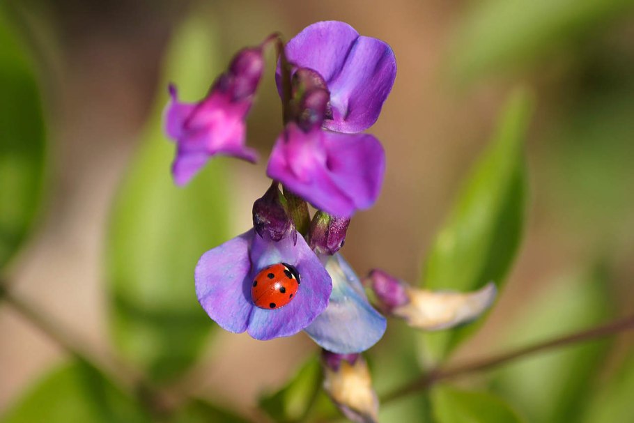 Сиреневый сочевичник