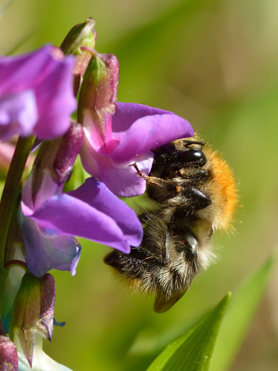 Чина весенняя сочевичник