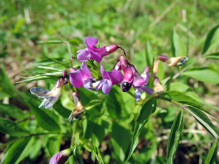 Чина Весенняя, сочевичник (Lathyrus vernus)