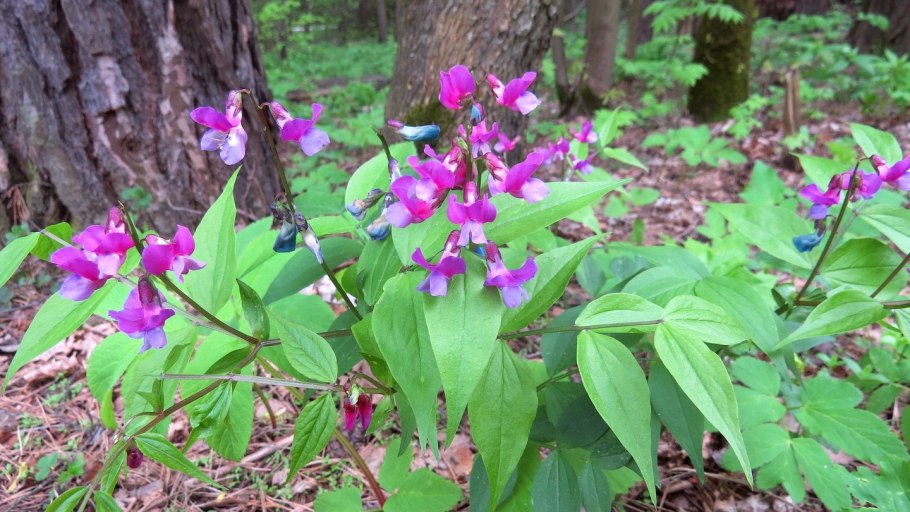Чина Весенняя сочевичник весенний