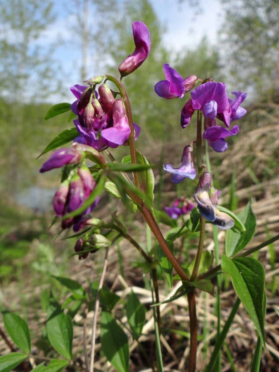 Чина Весенняя, сочевичник (Lathyrus vernus)